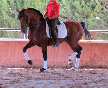 Advanced Spanish dressage stallion