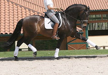 prix st george, grand prix, dressage stallion, Spanish, Andalusian, PRE stallion