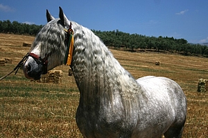 Stunning PRE Andalusian Gelding with Stallion looks