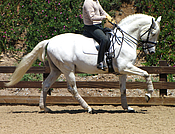 dream andalusian stallion, grey, white, silver, prix st george, flying changes