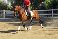 Advanced spanish dressage horse for sale
