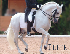 Elite - FEI dressage horses, Grand Prix dressage horses, Calificado stallions, Champion show winners and rare horses