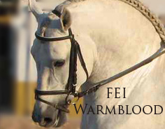 Spanish Horses - FEi Warmbloods