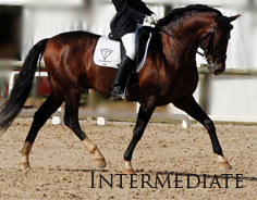 Intermediate - From lady's schoolmasters to dressage horses from Novice to Advanced Medium level