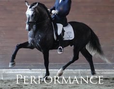 Performance - Spanish Horses which are or have the ability to be competition Sporthorses
