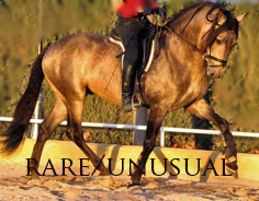 Rare/Special Spanish Horses - hard to find