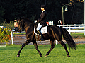 black andalusian stallion schoolmaster psg grand prix dressage